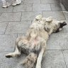 aleksandr